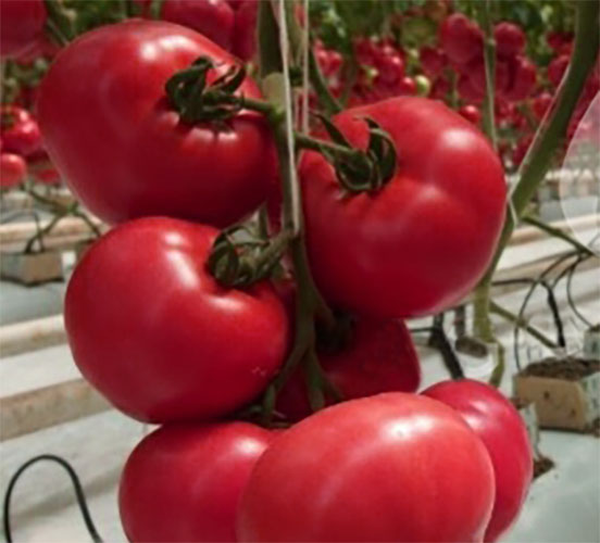 Семена томатов: купить семена томатов F1 оптом в интернет-магазине