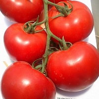 Семена томатов Махитос F1 фото 2
