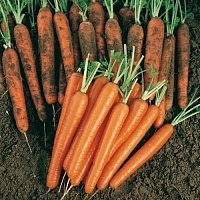 Морковь Сопрано F1 фото 2