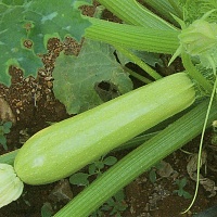 Кабачок Ардендо F1 фото 1 