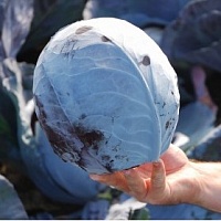 Капуста Гаранси F1 фото 2