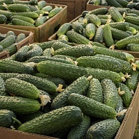 Огурец Абсолют F1 фото 2