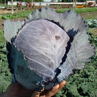 Капуста Редскай F1 фото 2