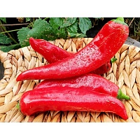 Бычий рог(красный)