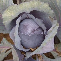 Капуста Редгард F1 фото 2