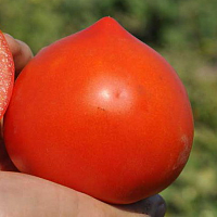 Семена томатов Супернова F1 фото 2