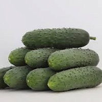 Огурец Домани F1 фото 2