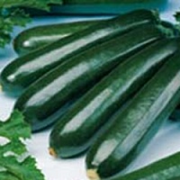 Кабачок Сальвадор F1 фото 1 