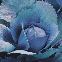 Капуста Рескью F1 фото 2