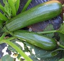 Кабачок Тармино F1 фото 1 