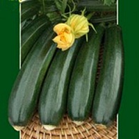 Кабачок Дуния F1 фото 1 