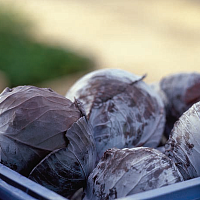 Капуста Родима F1 фото 2