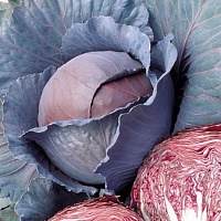 Капуста Ред Династи F1 фото 2