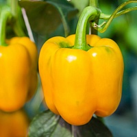 Калифорнийское чудо (желтый)