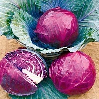 Капуста Ребол F1 фото 2