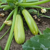 Кабачок Ясна F1 фото 1 