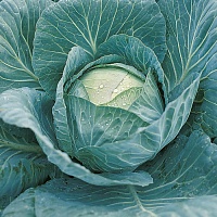 Капуста белокочанная Крауткайзер F1 фото