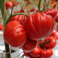 Семена томатов Сарра F1 фото 2