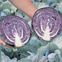 Капуста Редма F1 фото 2