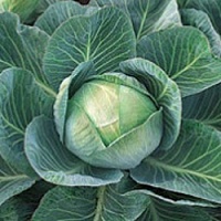 Капуста белокочанная Куизор F1 фото